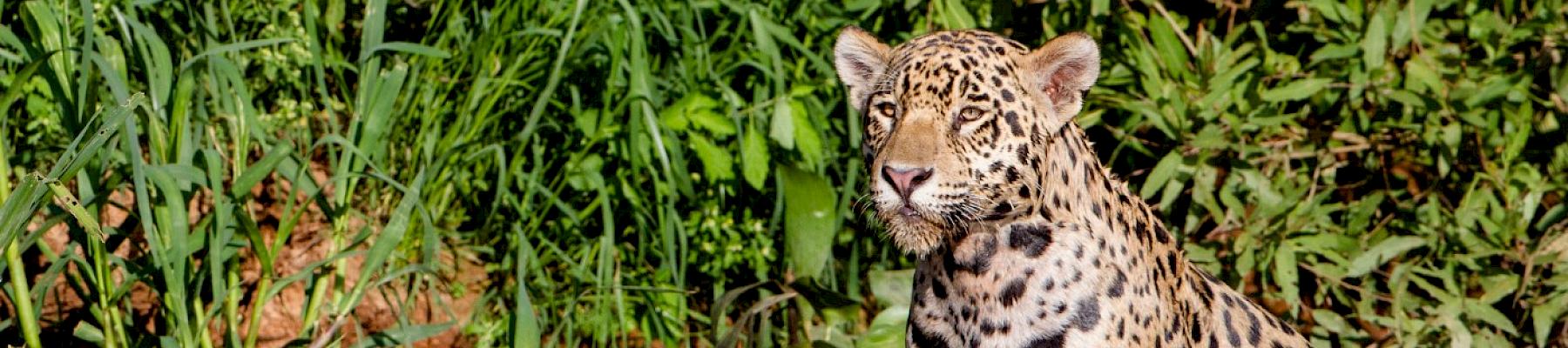 Gregoire Duboi, Jaguar, Pantanal, Brazil / Flickr