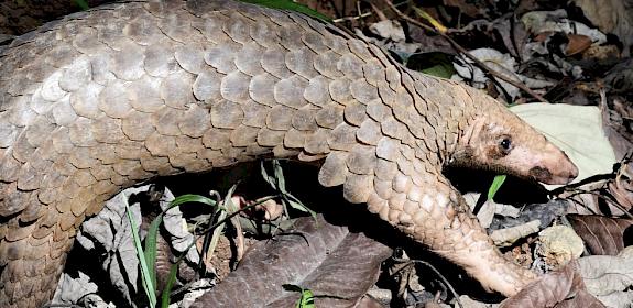 Philippine pangolin Image: Emerson Sy