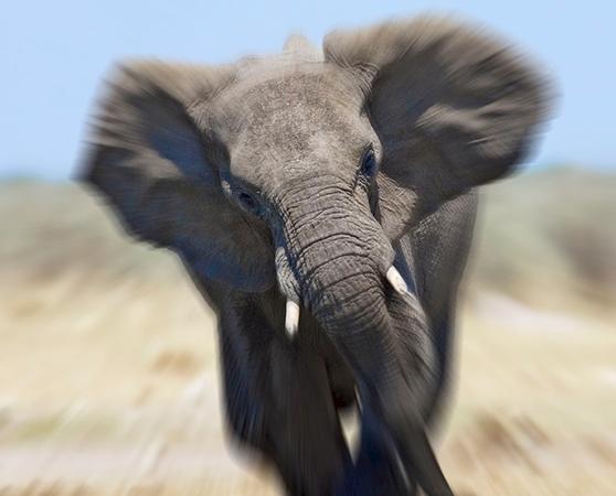 African Elephant Loxodonta africana, is mostly poached for its tusks © naturepl.com / Tony Heald / WWF