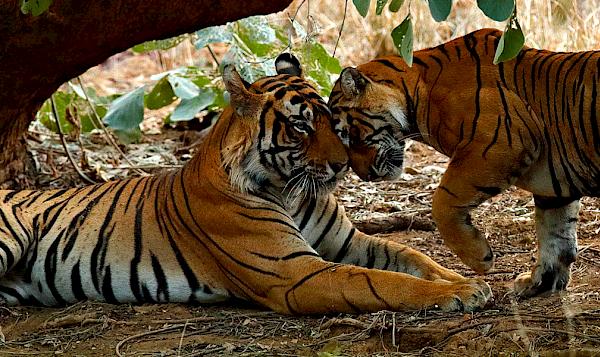 Two tigers in Ranthambore Tiger Reserve, India. Photo: Ondrej Prosicky / iStock / WWF-Australia